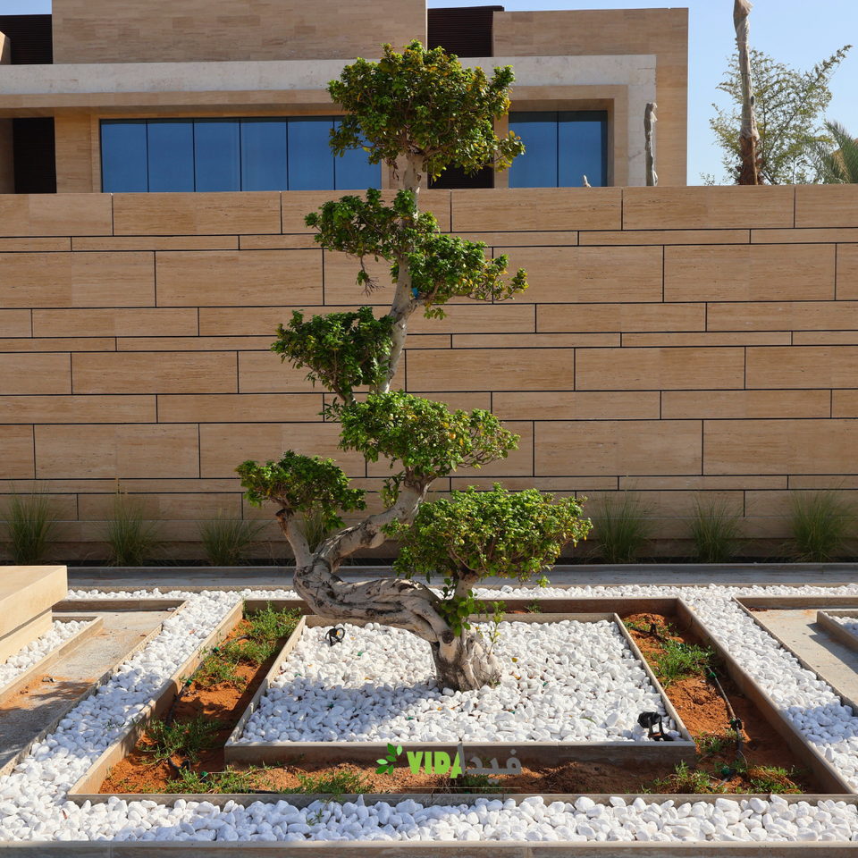 A33 landscape project by Vida Landscapes, Ajman — gallery view 31